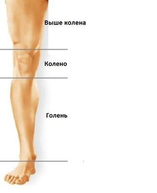 Стрелками написать где голень и желудок - Школьные Знания.com