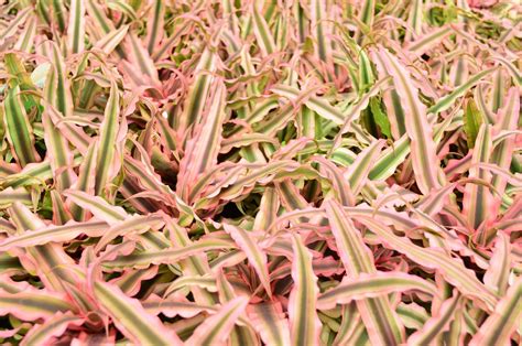 marginata pink plant  photo  pixabay
