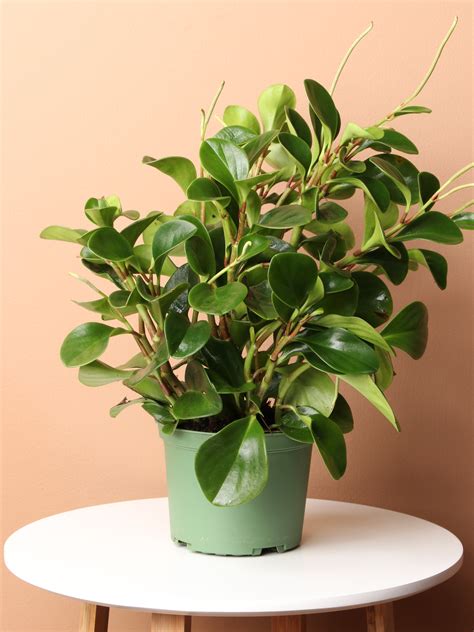 Indoor Rubber Plant