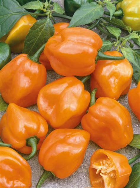 Люти чушки Хабанеро | Habanero Orange | Сема- семена,торф,торове ...