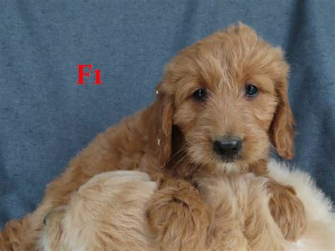 Mini goldendoodles | Dogs & Puppies for Rehoming | Owen Sound | Kijiji