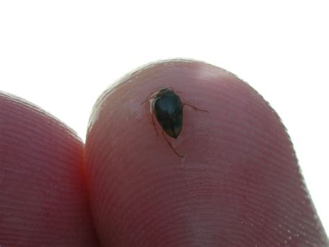 picture small bug hungerfords crawling water beetle finger