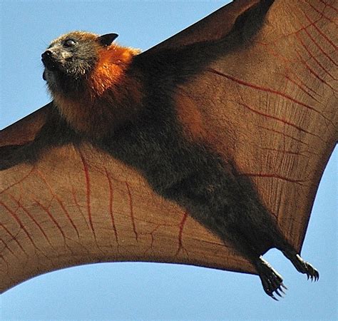 flying fox - Google zoeken