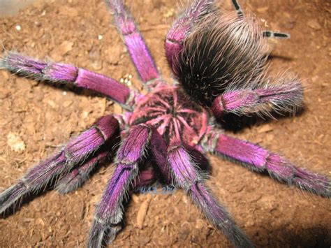 Cobalt blue tarantula - gengulu
