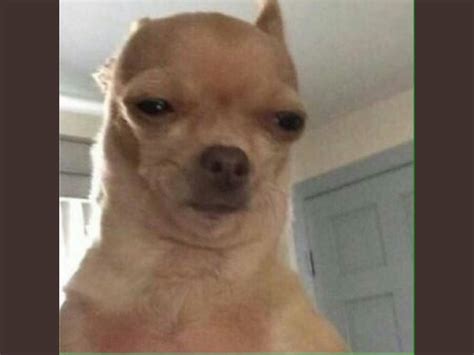 chihuahua dog meme 3