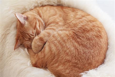 アメショー（アメリカンショートヘア）の茶色 飼い方や毛色の特徴、お迎えする方法 | ねこちゃんホンポ