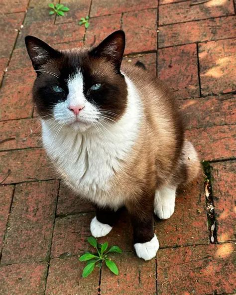 😻 El Gato Snowshoe: Origen, características precio y mucho más.