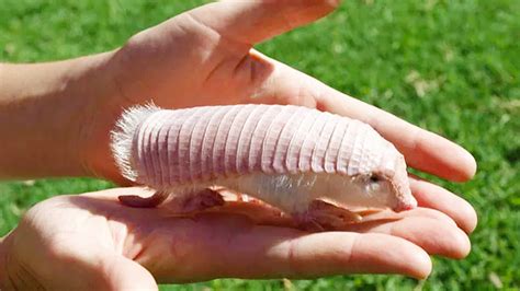 enigmatic pink fairy armadillo natures rarest  cutest burrower