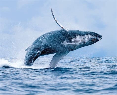 humpback whale animal facts megaptera novaeangliae   animals