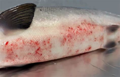 NRW Briefing Note - Salmon Red Skin Disease - Gwent Angling Society