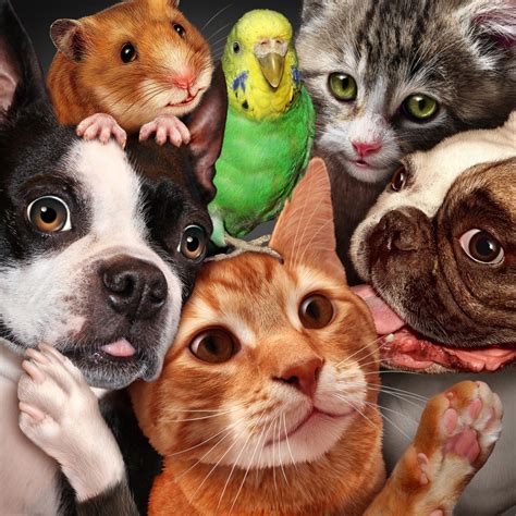 How To Sell Pets On Facebook at Patricia Mayfield blog