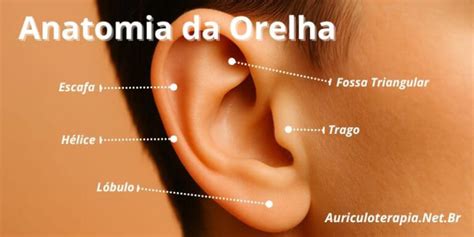 O'que Significa Quando A Orelha Esquerda Esquenta - Anatomia da Orelha - Auriculoterapia.Net.Br