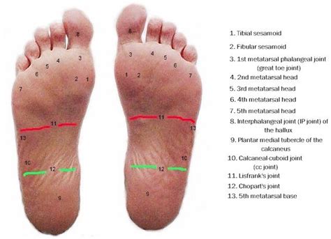 Anatomy of the plantar foot | MyFootShop.com