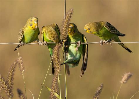 Australian Native Birds | About Birds & Native Habitat