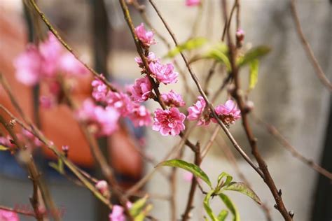 Hoa đào ngày Tết cổ truyền có ý nghĩa gì? Cách chăm sóc đúng