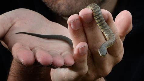 Tiger Snake Facts and Pictures