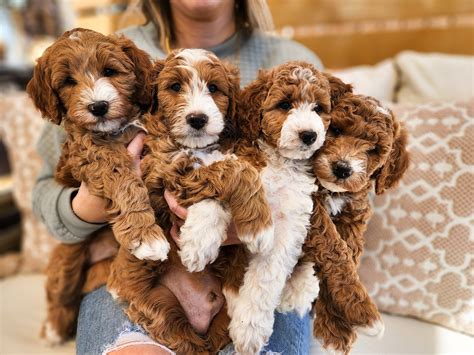 Macy Meadows: Goldendoodles | Moses Lake WA