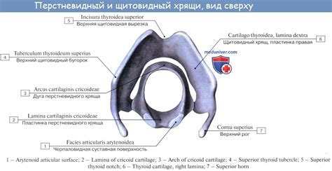 Анатомия человека: Хрящи гортани. Связки гортани. Соединения гортани ...
