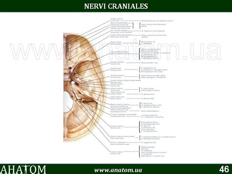19 – NERVI CRANIALES#ЧЕРЕПНІ НЕРВИ – АНАТОМ | ANATOM.UA