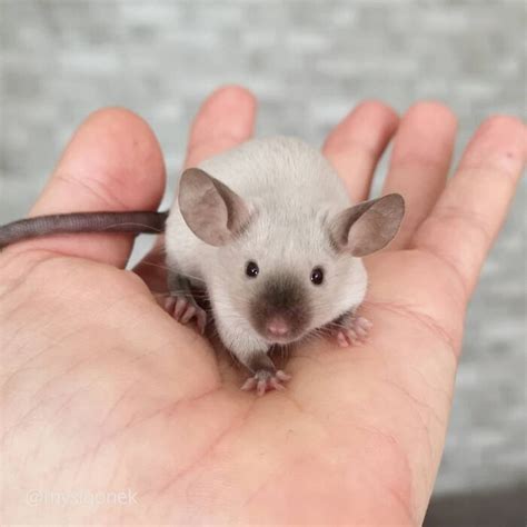 polish mouse breeder  internets largest african american forum