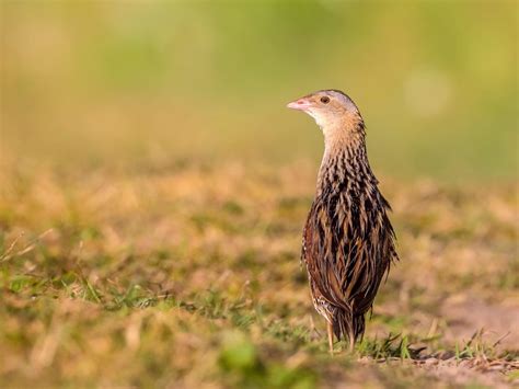 Corncrake Bird Facts (Crex crex) | Birdfact