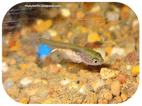 What Do Baby Goldfish Look Like | atelier-yuwa.ciao.jp