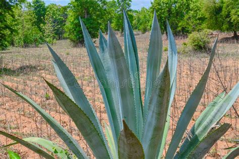 Green Alobera Plant at Outdoor Park on Sunlight. Stock Image - Image of ...
