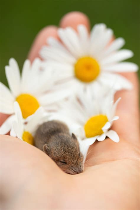 mouse nature  pixabay