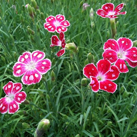 Dianthus x 'Spotty' - Cheddar Pinks (3.5" Pot) | Little Prince of