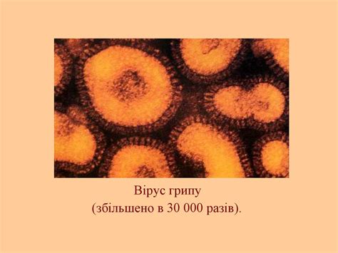 Віруси. Будова і класифікация - презентация онлайн