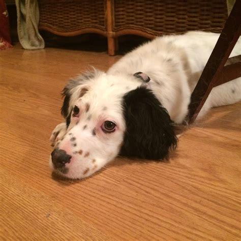 newton county animal shelter 7