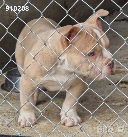 Були покет в Други в гр. Карлово - ID43838598 — Bazar.bg