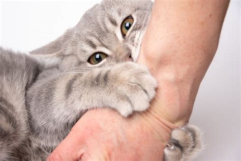 When Do Kittens Grow Out of the Biting Phase? - Newsweek