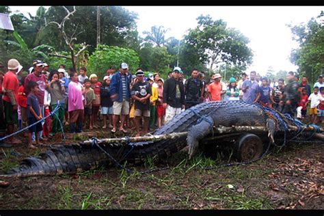 Giant reptiles - CSMonitor.com