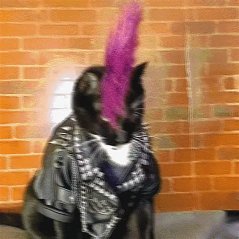 Cat Cosplay GIFs - Get the best GIF on GIPHY