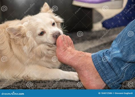 Dog Licking Man S Feet at Home Stock Photo - Image of couch, sofa ...