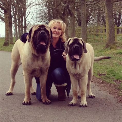 Big dogs - Belfast Live