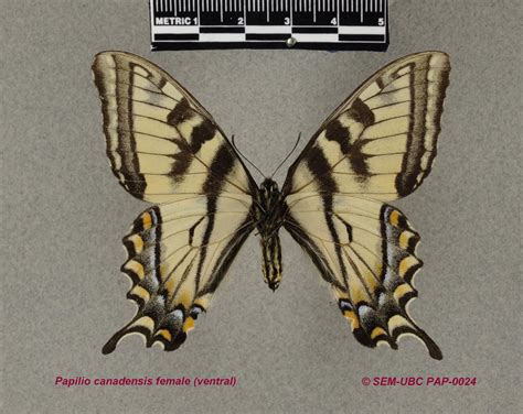 Papilionidae