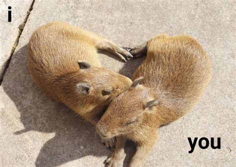 Foto Fofa De Capivara