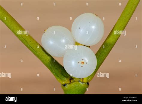 Three White Mistletoe berries - Viscum album Stock Photo - Alamy