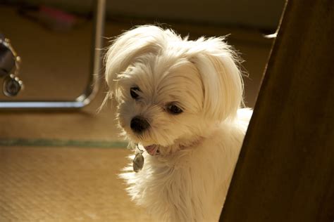 1440x900 wallpaper | white long coat small size dog | Peakpx