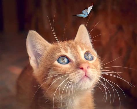 Cat, Kitty, Kitten, Nursery Kitten, Images For Kids, Toy, Cute, Sweet ...