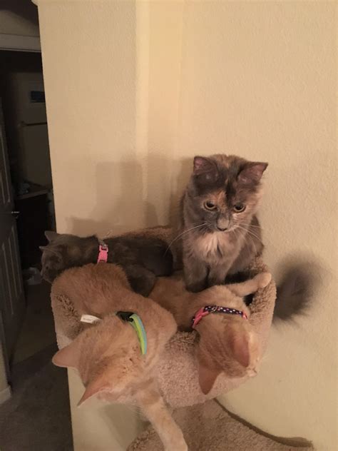 Momma and her babies : r/kittens