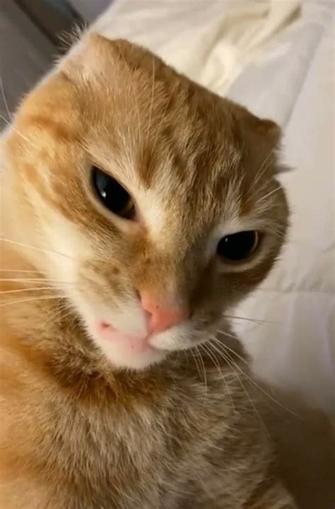 Silly Cats Pictures, Funny Animal Photos, Cat Pics, Funny Cute Cats ...
