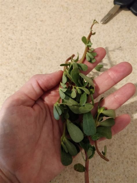 You Can Eat Purslane
