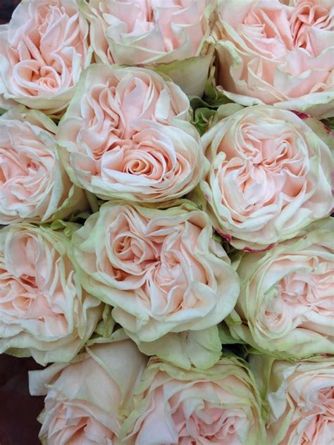 Wedding Spirit Garden Roses | Flowers, Flower market, Pink garden