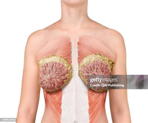 Anterior Muscle Anatomy Photos and Premium High Res Pictures - Getty Images