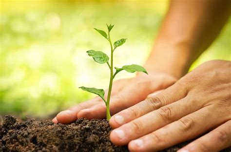 How tree planting can help tackle climate change — Experts