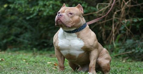 5 Best Dog Food Pitbulls To Gain Muscle [Tested] in 2023 Reviews