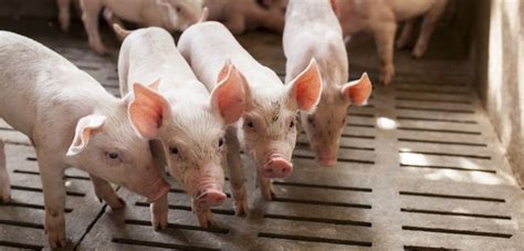 UK pig herd growing, according to Defra estimates | Pig World